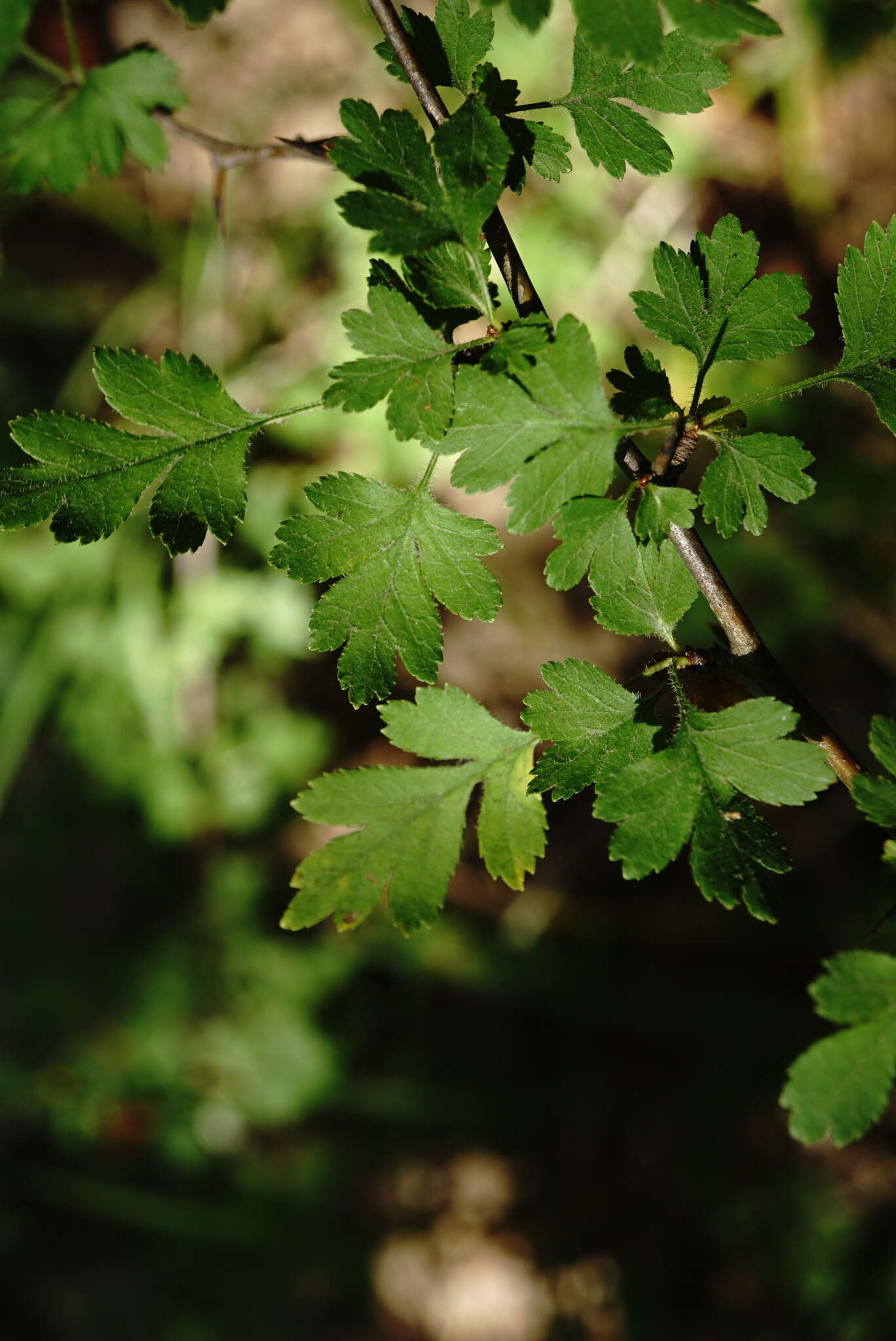 Image of Crataegus microphylla C. Koch