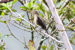 Image of Spectacled Thrush