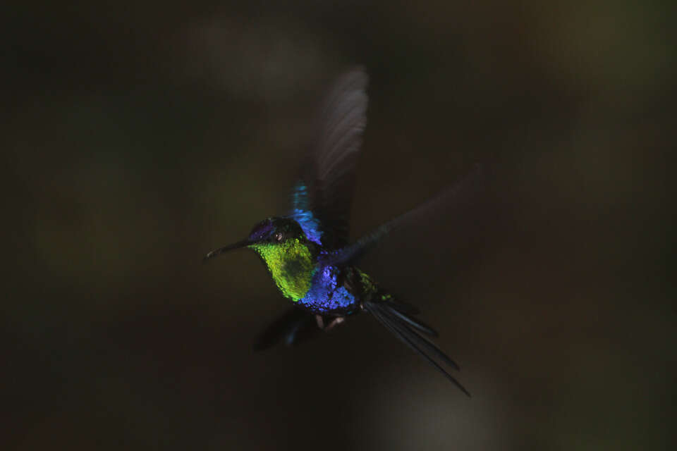 Image of Crowned Woodnymph