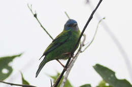 Image of Blue Dacnis