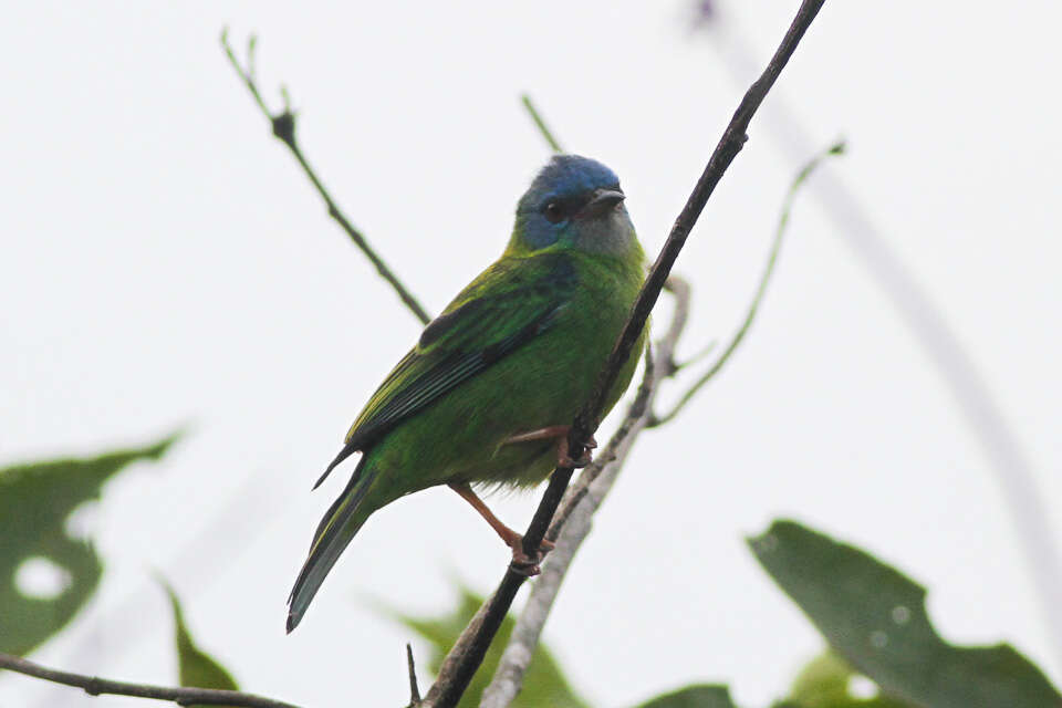 Imagem de Dacnis cayana (Linnaeus 1766)