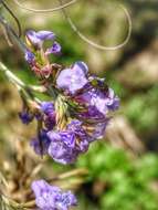 Image of Tillandsia streptocarpa Baker