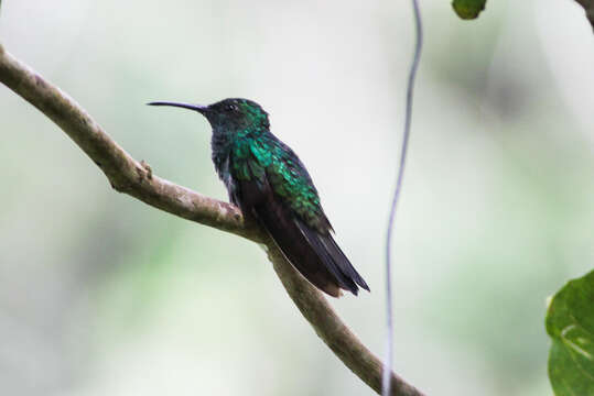 Image of White-vented Plumeleteer