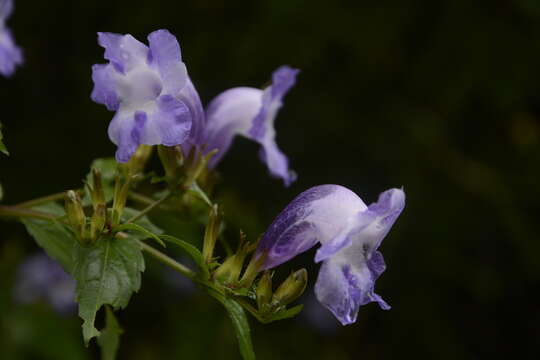 Strobilanthes atropurpurea Nees resmi