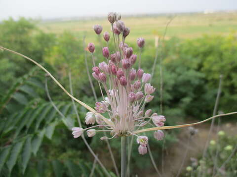 Imagem de Allium paniculatum L.