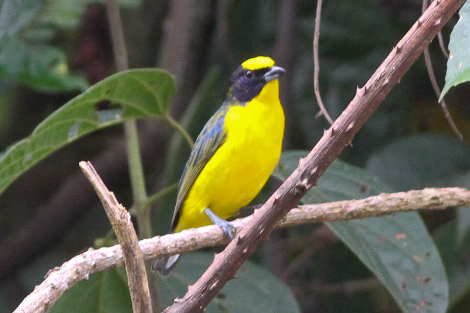 Image of Thick-billed Euphonia