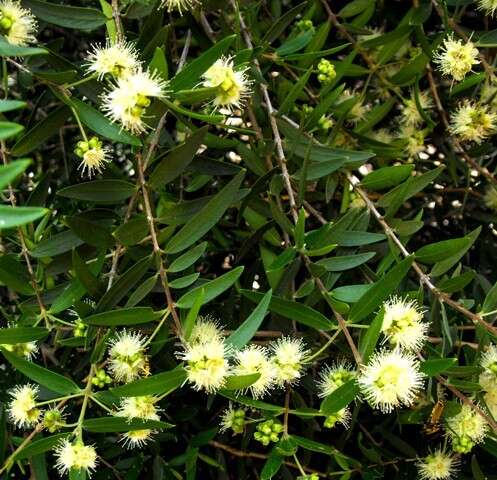 Sivun Backhousia angustifolia F. Müll. kuva