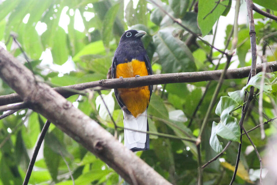 Imagem de Trogon chionurus Sclater, PL & Salvin 1871