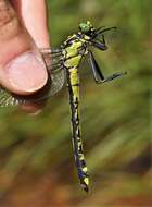 Imagem de Gomphurus Needham 1901