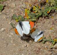 Image of Sara Orangetip