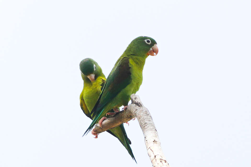 Image of Orange-chinned Parakeet