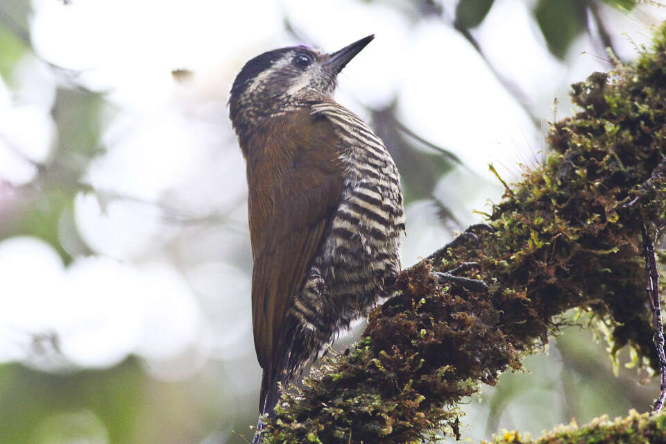 Image of Bar-bellied Woodpecker