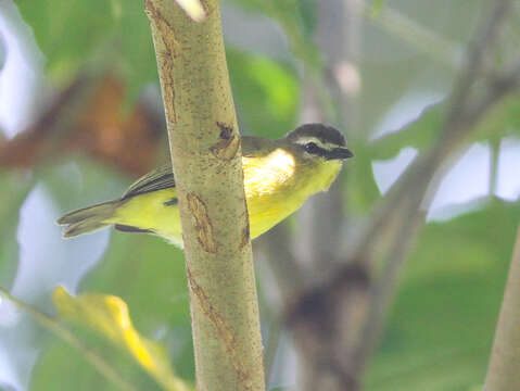 Image of Brown-capped Tyrannulet