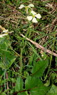 Image of wild radish