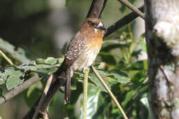 Image of Moustached Puffbird