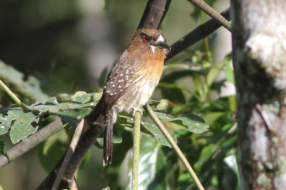 Image of Moustached Puffbird