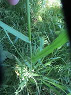 Image of Bromus sitchensis var. sitchensis