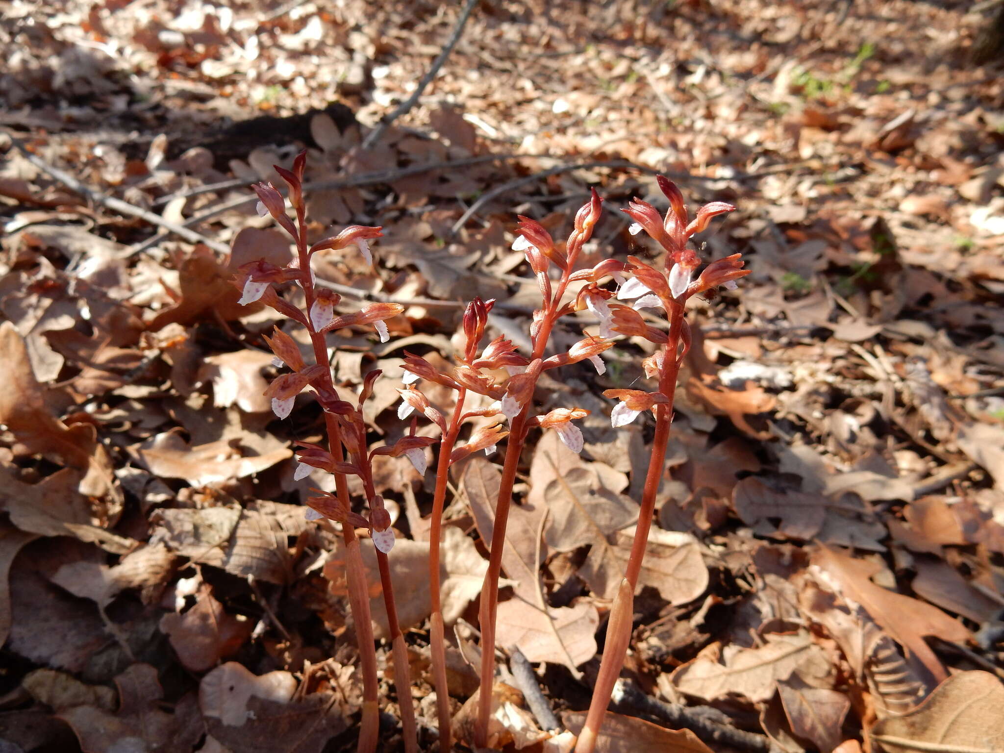 Image of Spring coralroot