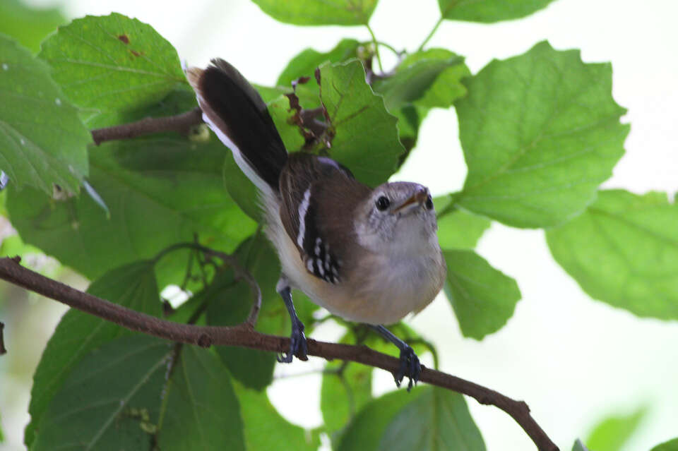 Image of Southern White-fringed Antwren