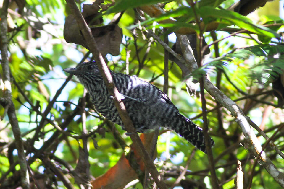 Image of Bar-crested Antshrike