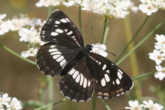 Image de Neptis rivularis ludmilla Nordmann 1851