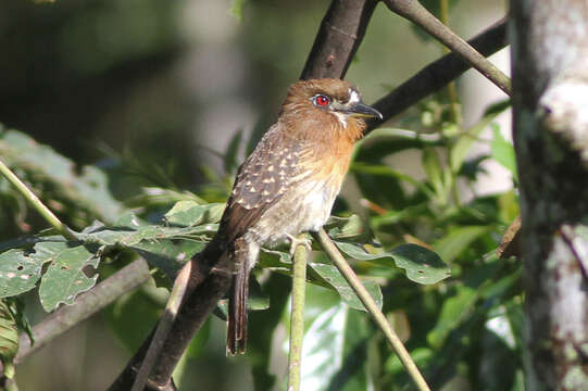 Image of Moustached Puffbird