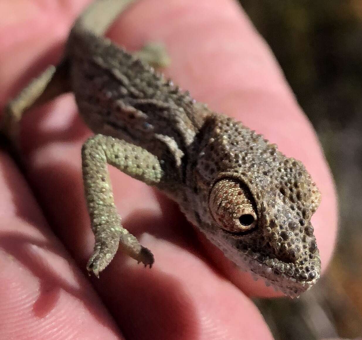 Image of Robertson Dwarf Chameleon