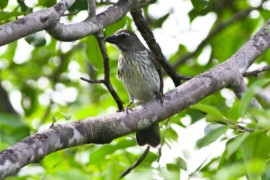 Image of Streaked Saltator