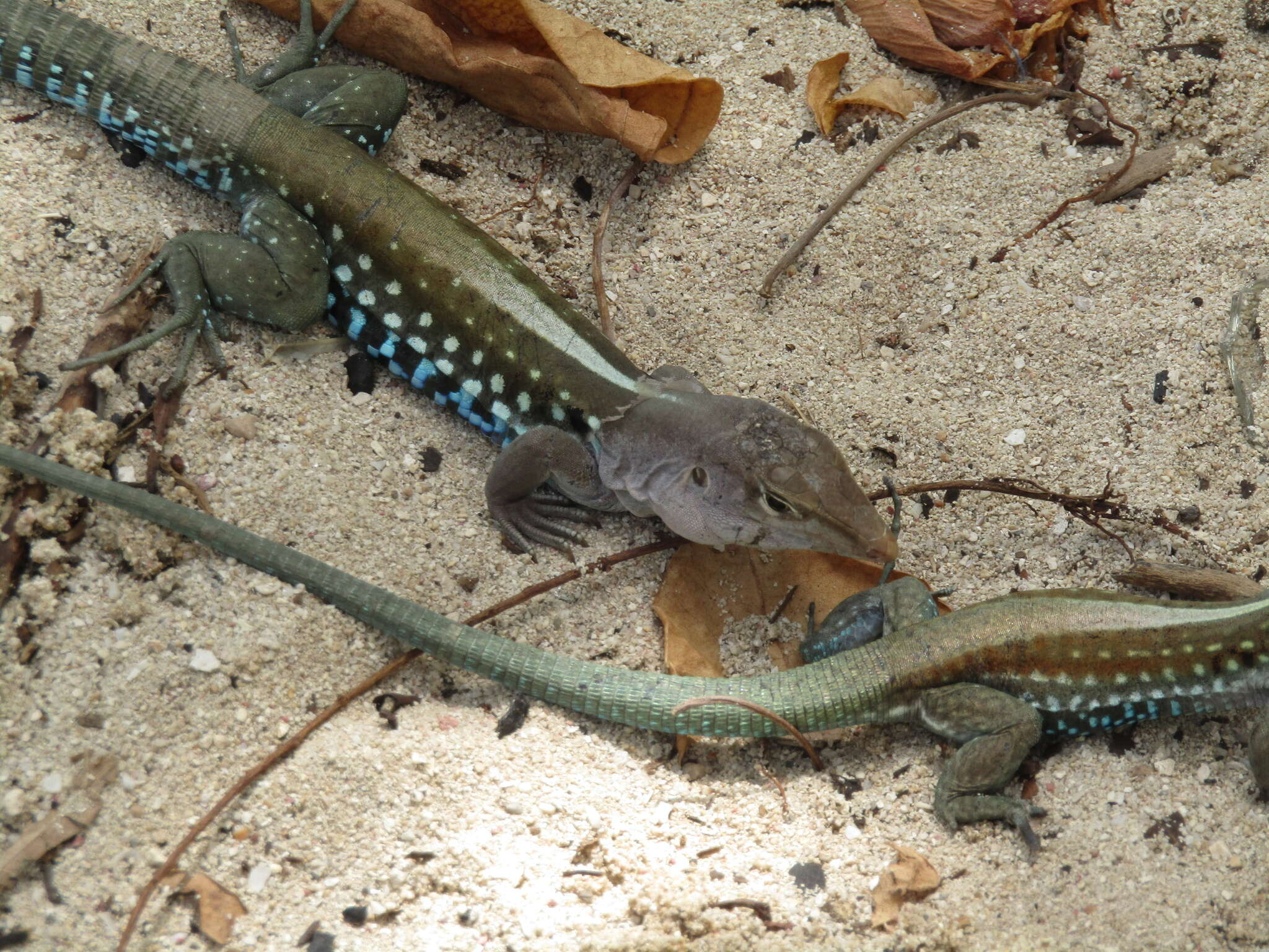 Image of Pholidoscelis dorsalis (Gray 1838)