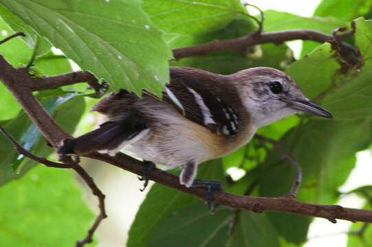 Image of Southern White-fringed Antwren