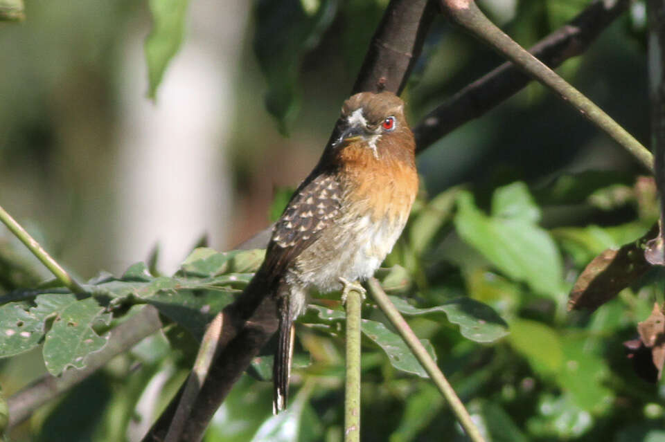 Image of Moustached Puffbird