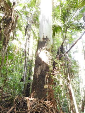Image of grand eucalyptus