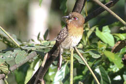 Image of Moustached Puffbird