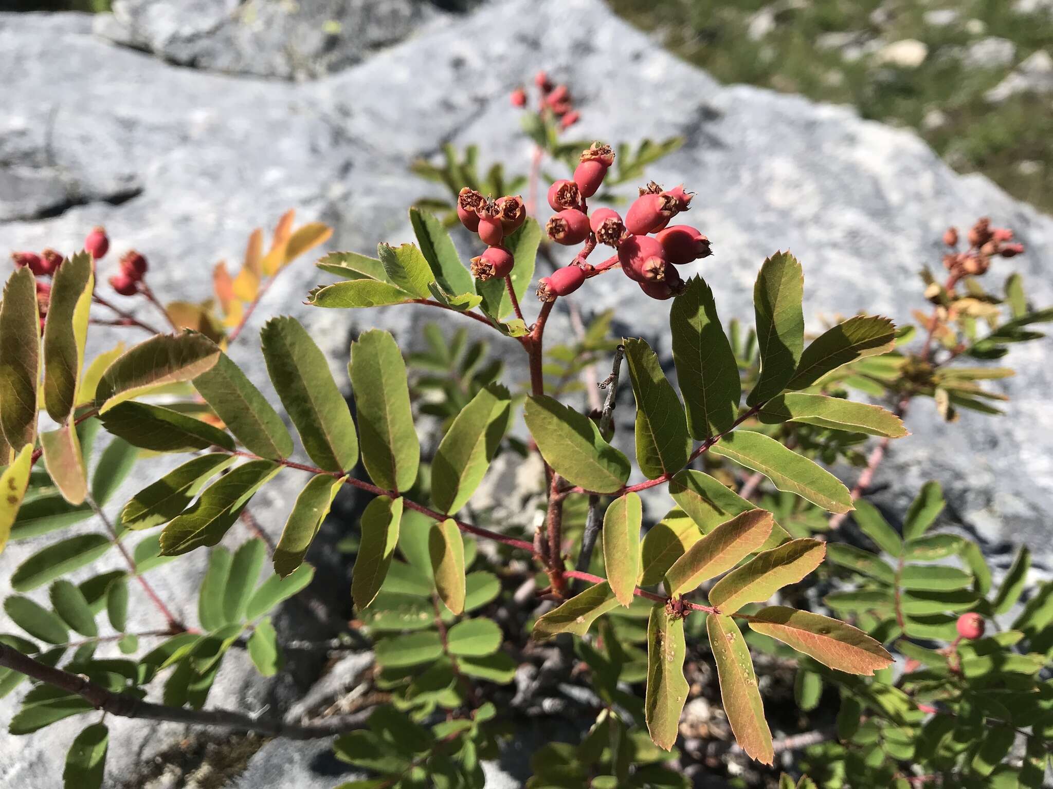 صورة Sorbus sitchensis var. grayi (Wenzig) C. L. Hitchc.