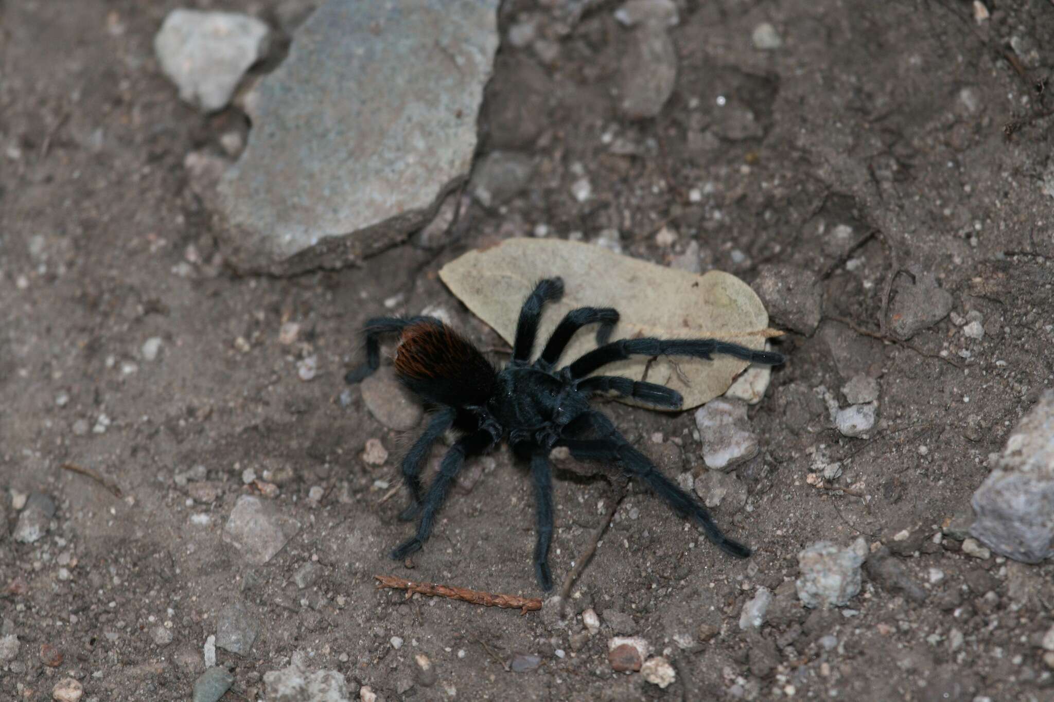 Image of Aphonopelma madera Hamilton, Hendrixson & Bond 2016