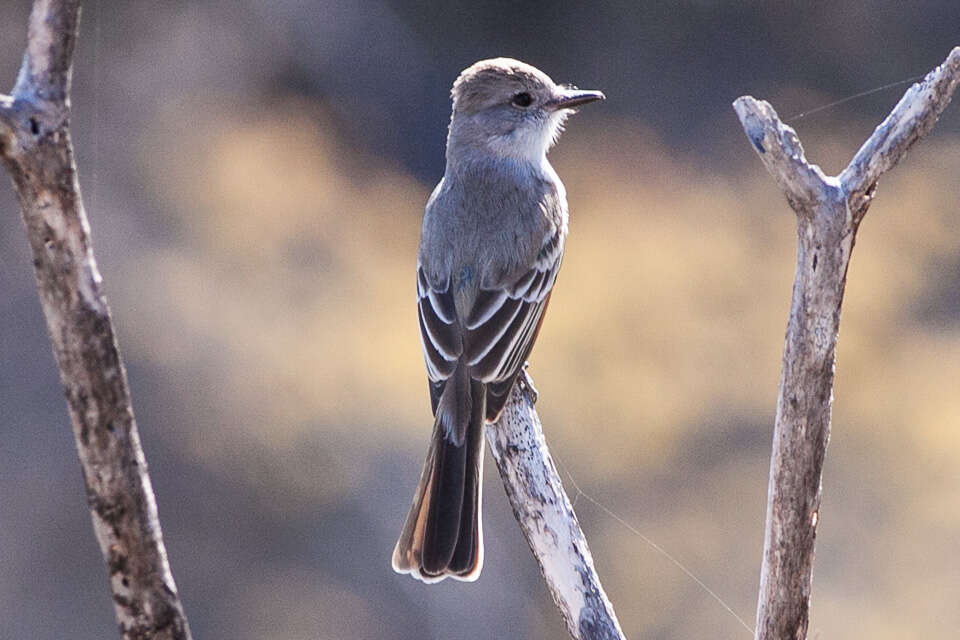 Image of Ash-throated Flycatcher