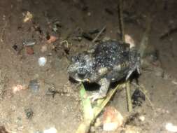 Image of Small-headed Toadlet