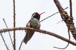 Image of White-eared Hummingbird