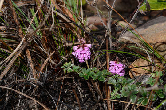 Imagem de Indigofera mauritanica (L.) Thunb.