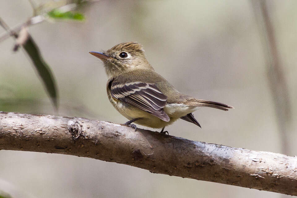 Image of Pacific-slope Flycatcher