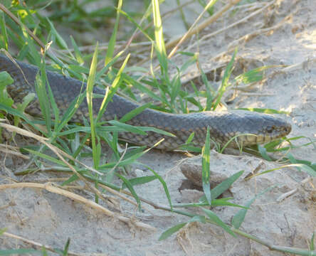 Image of Paraphimophis Zaher, Grazziotin, Murphy, Scrocchi, Altamirano Benavides, Zhang & Bonatto 2012