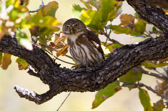 Image of Baja Pygmy Owl