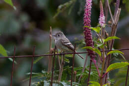 Image of American Dusky Flycatcher