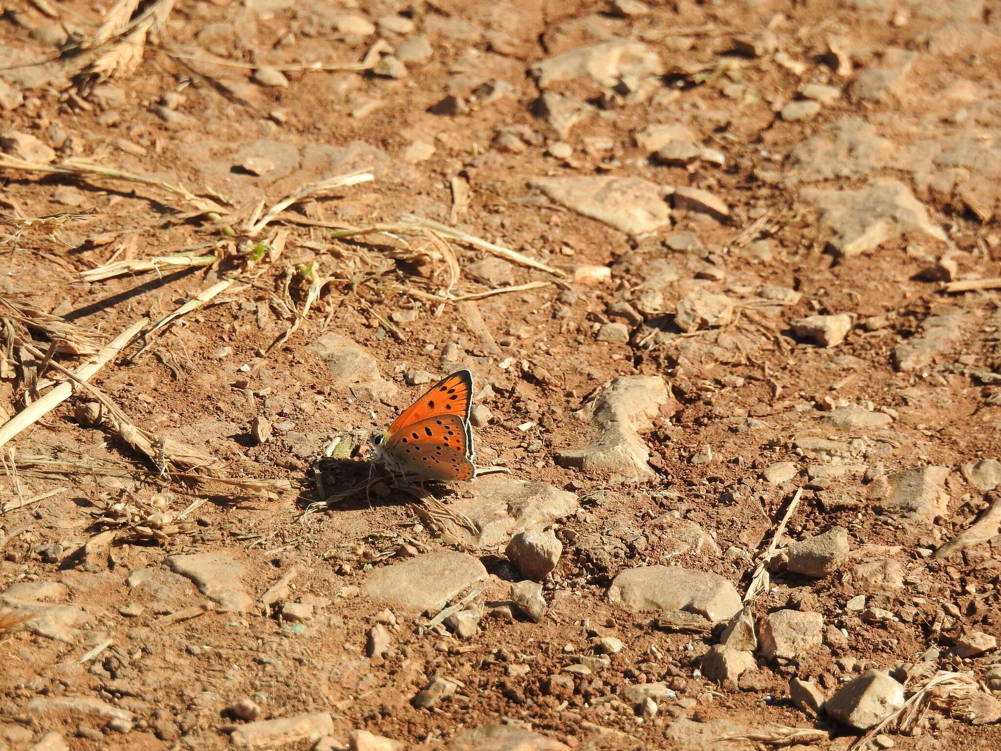 Image de Lycaena asabinus (Herrich-Schäffer (1851))