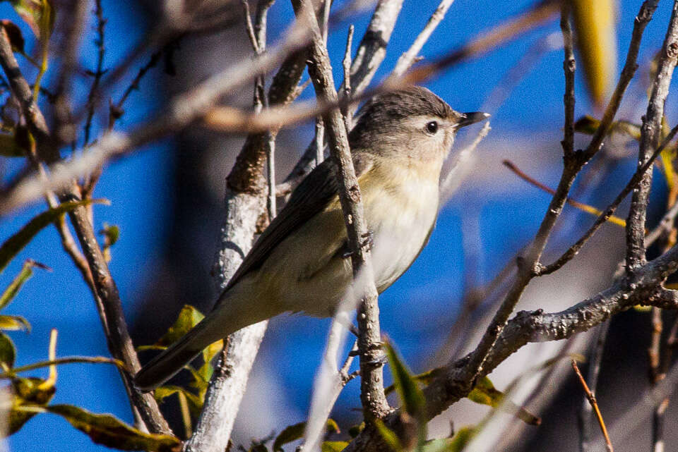 Vireo gilvus (Vieillot 1808) resmi