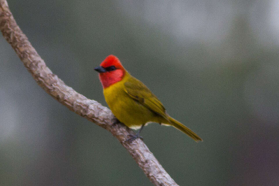 Plancia ëd Piranga erythrocephala (Swainson 1827)