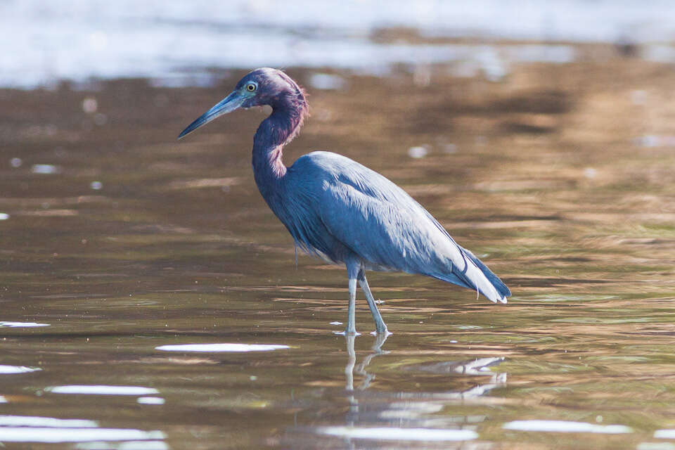 Image of Little Blue Heron