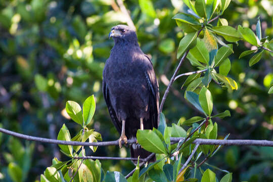 Image of Common Black Hawk