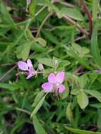 Image de Cleome titubans Speg.