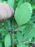 Image of dwarf hawthorn